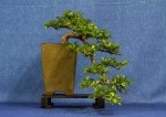 Arctic Beech Bonsai Tree - GS2017 Bonsai Show