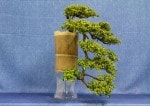 Cotoneaster Bonsai Tree - GS2017 Bonsai Show