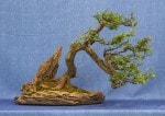 Hawthorn Bonsai Tree - GS2017 Bonsai Show
