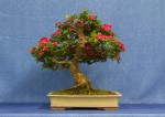 Red Hawthorn Bonsai Tree - GS2017 Bonsai Show
